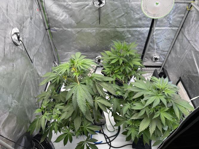 Fastbuds First Run. Week 5