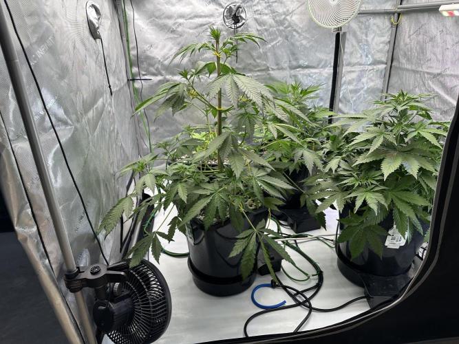 Fastbuds First Run. Week 5