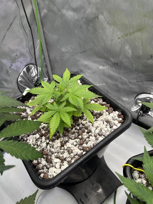 Fastbuds First Run. Week 5