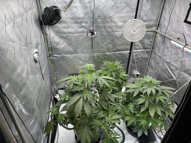 Fastbuds First Run. Week 5