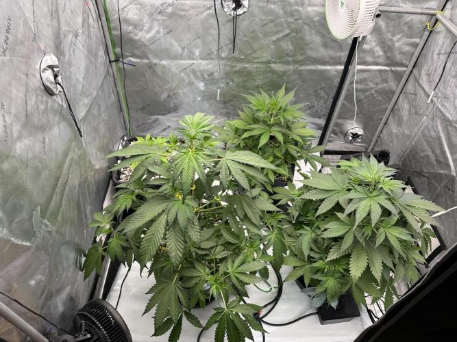 Fastbuds First Run. Week 5