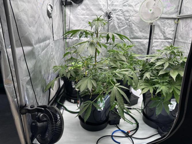 Fastbuds First Run. Week 5