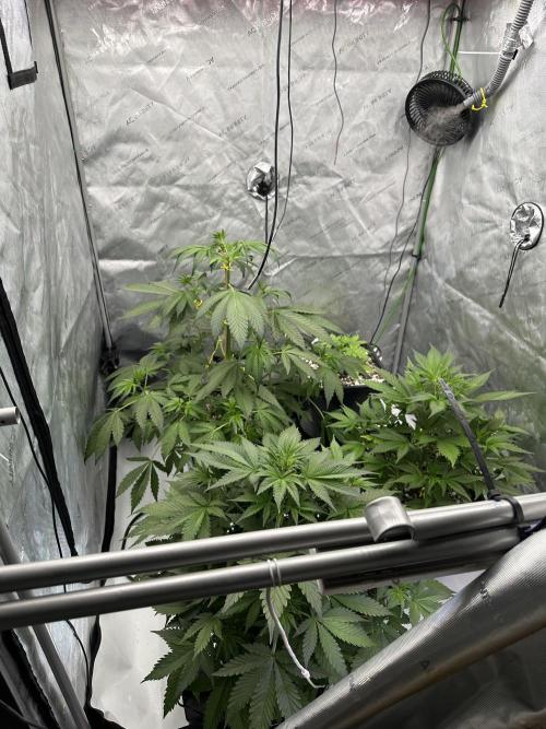 Fastbuds First Run. Week 5