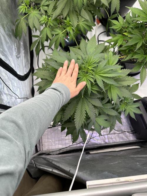 Fastbuds First Run. Week 5