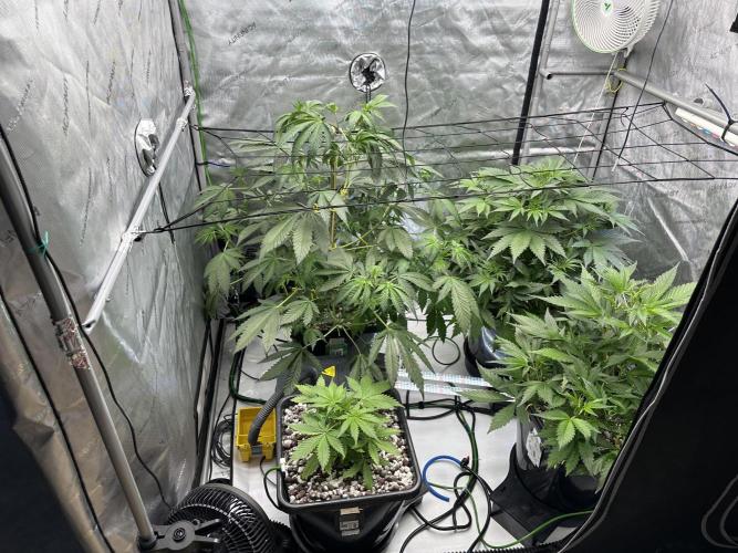 Fastbuds First Run. Week 6 - Trop cookie back left, orange sherb back right. Gauva front right, BD front left