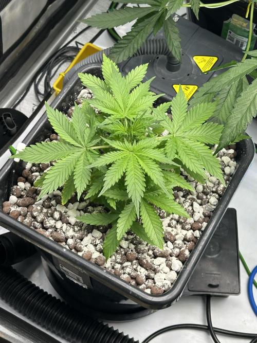 Fastbuds First Run. Week 6