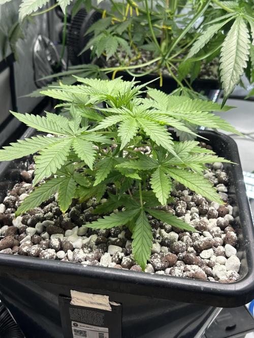 Fastbuds First Run. Week 6