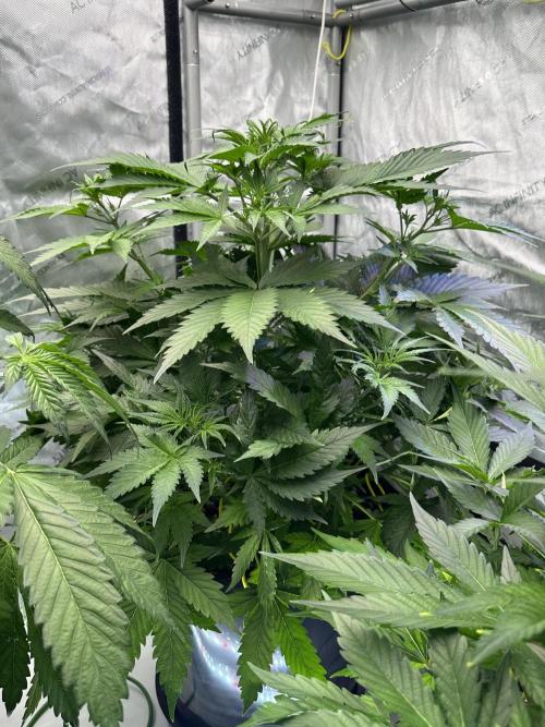 Fastbuds First Run. Week 6