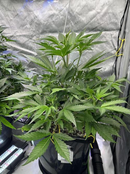 Fastbuds First Run. Week 6