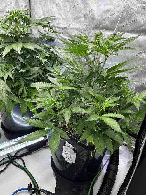 Fastbuds First Run. Week 6