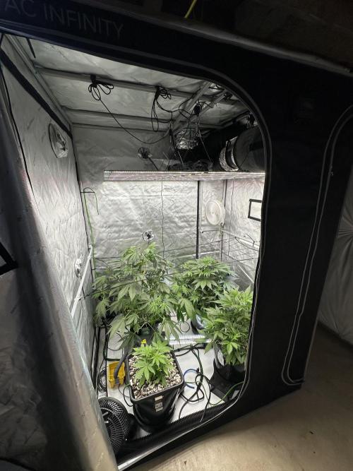 Fastbuds First Run. Week 6