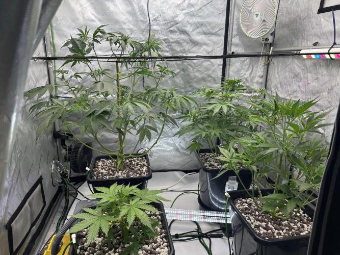 Fastbuds First Run. Week 6 - Rebound from defoliation, no real signs of stress noticed. 