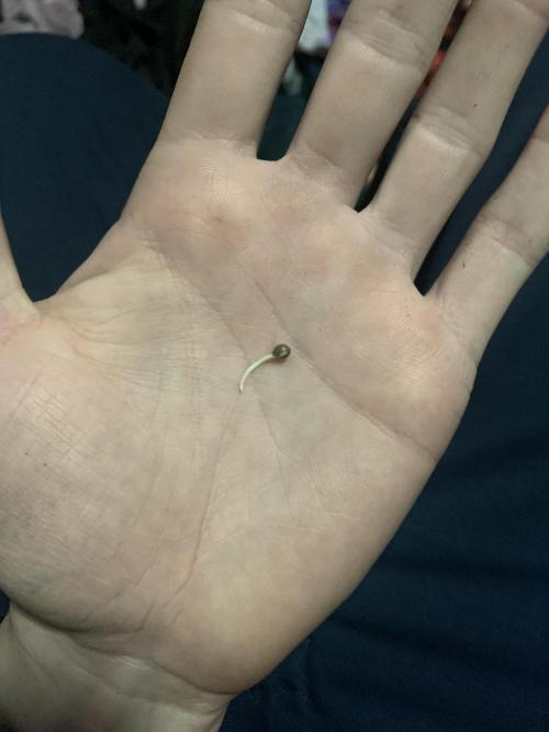 First Grow. Week 0 - Dirty Mimosa. Soaked in shot glass for ~12hours then paper towel on heating mat