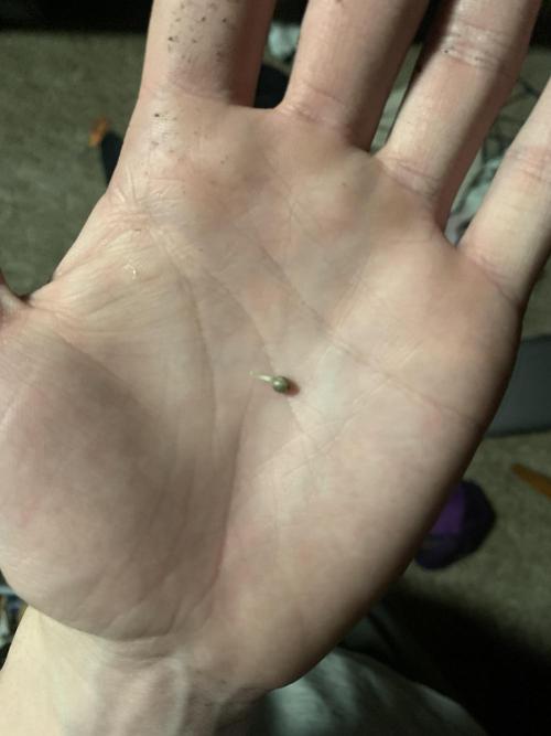 First Grow. Week 0 - Afghan same tech but less time in both