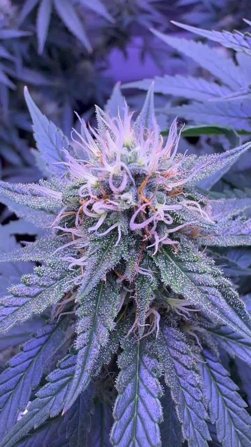 Grow #1 Mandarine Jam