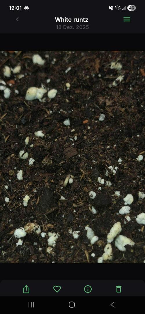 White runtz. Week 0 - Day 4 since plant 
