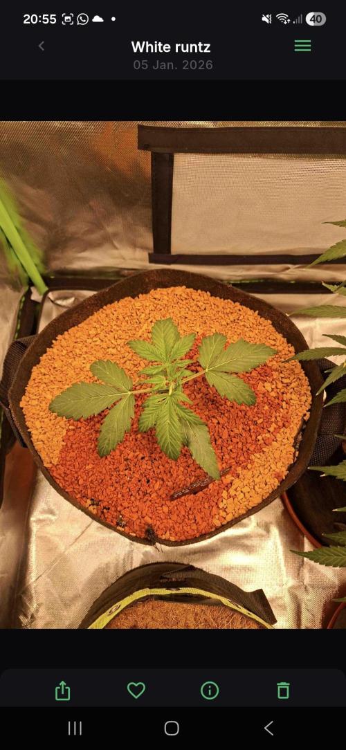 White runtz. Week 1 - Day 22
Toping 
250ml water