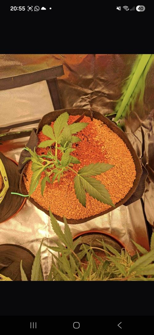 White runtz. Week 1 - Day
Lst 
250ml water 
0.5 g bio enhancer