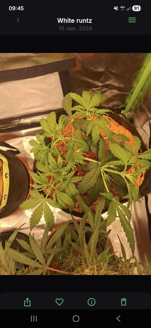 White runtz. Week 2 - Day 32
Little leaf tucking 
And defoliation
Plagron alga bloom 
8ml/1L
1L water 