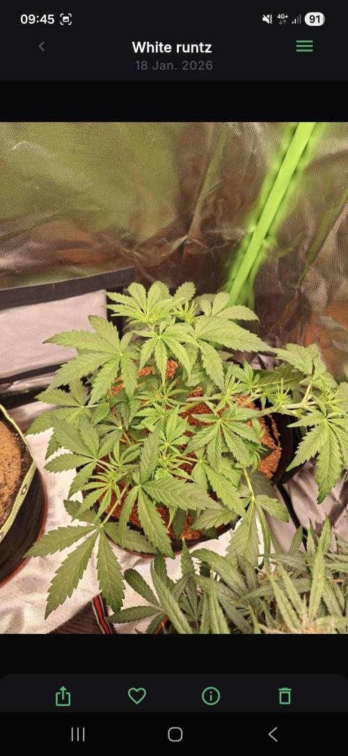 White runtz. Week 2 - Day 35 
1l water