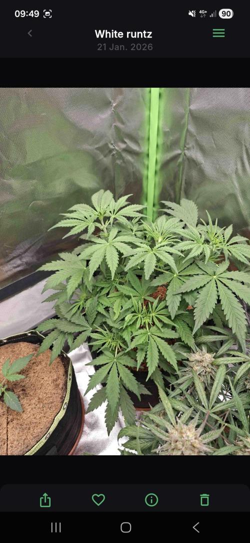 White runtz. Week 3 - Day38
1.1L water 