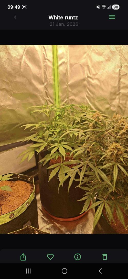 White runtz. Week 3 - Day38 1.1L water 
8ml Alga bloom