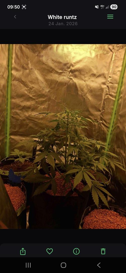 White runtz. Week 3 - Day 41
1.7L water