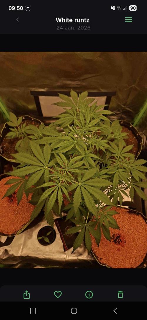 White runtz. Week 3 - Day 40
1,7L water