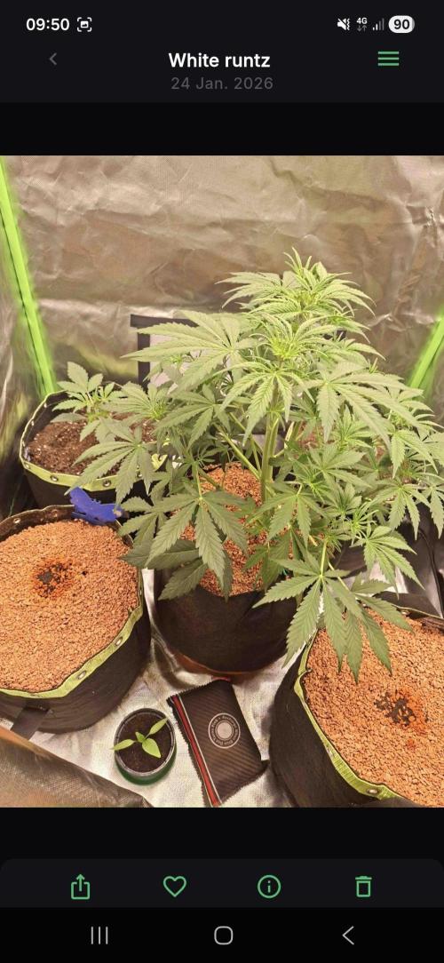 White runtz. Week 3