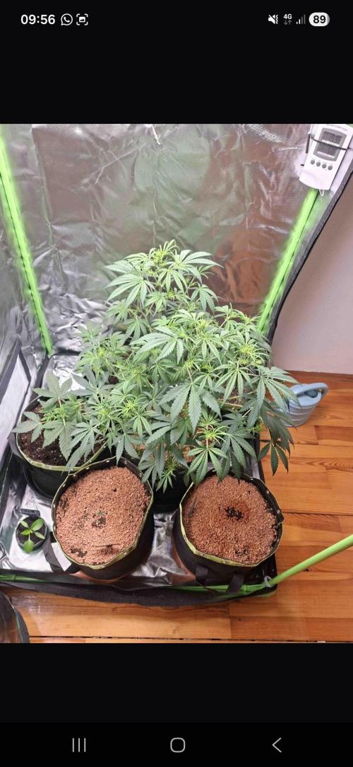 White runtz. Week 4 - Day 48 
Watering 
Little defoliation