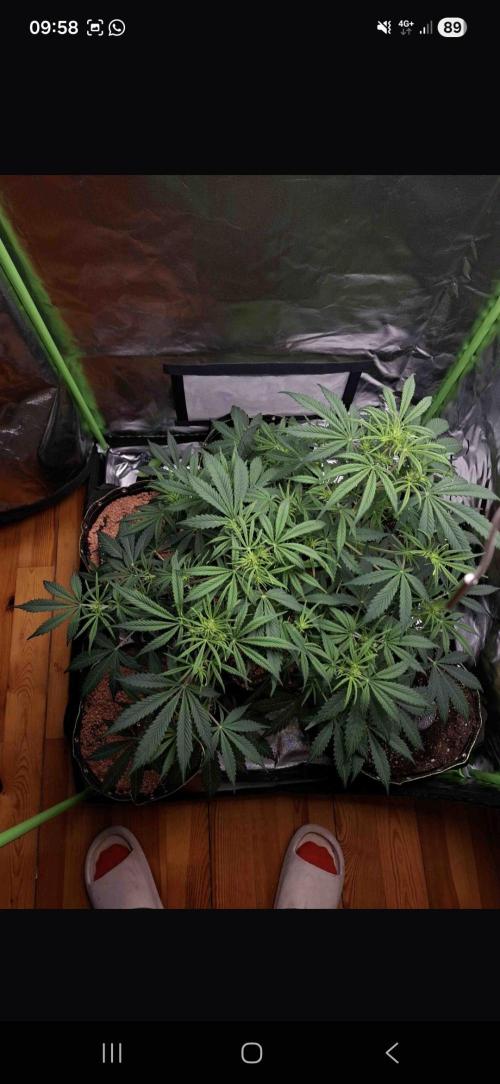 White runtz. Week 4 - Day 49 
