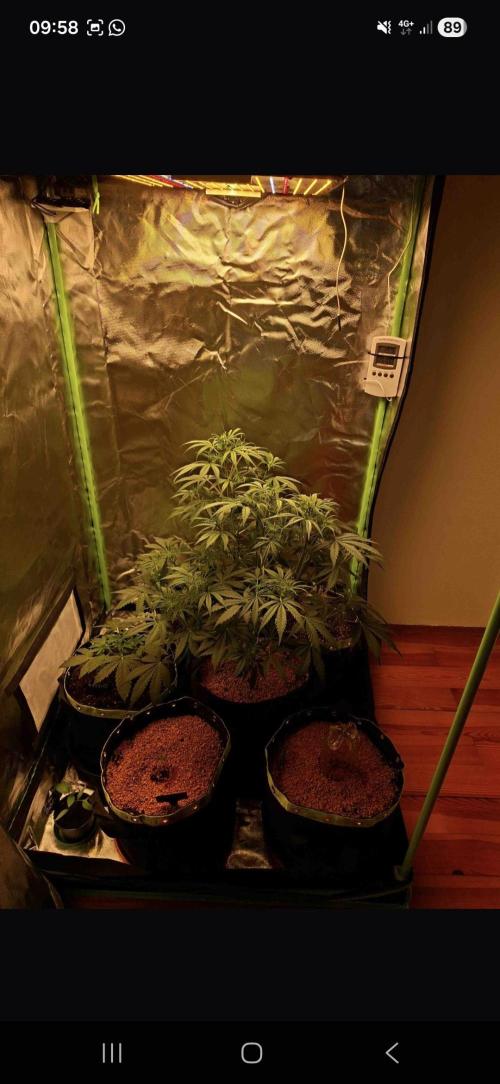 White runtz. Week 4 - Day 49 
