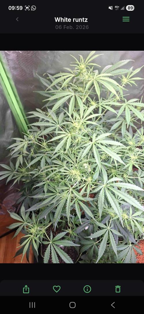 White runtz. Week 5 - Day 54