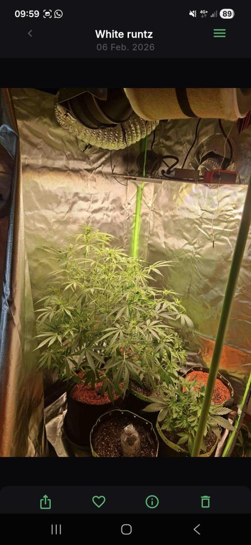 White runtz. Week 5 - Day 54 
