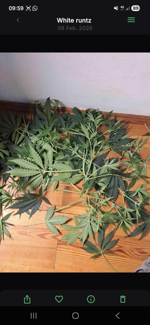 White runtz. Week 5 - Day 54 
Little defoliation
