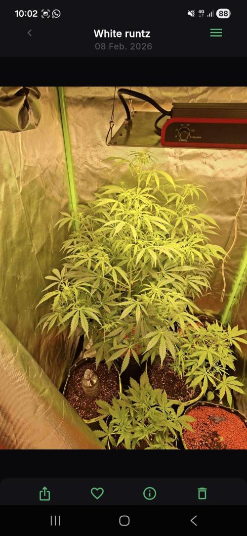 White runtz. Week 5 - Day55
