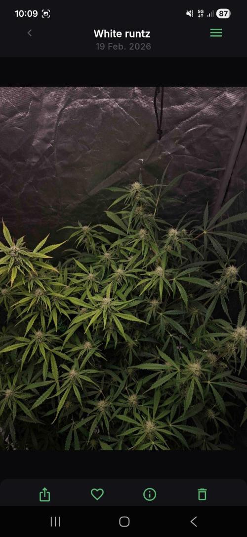 White runtz. Week 6