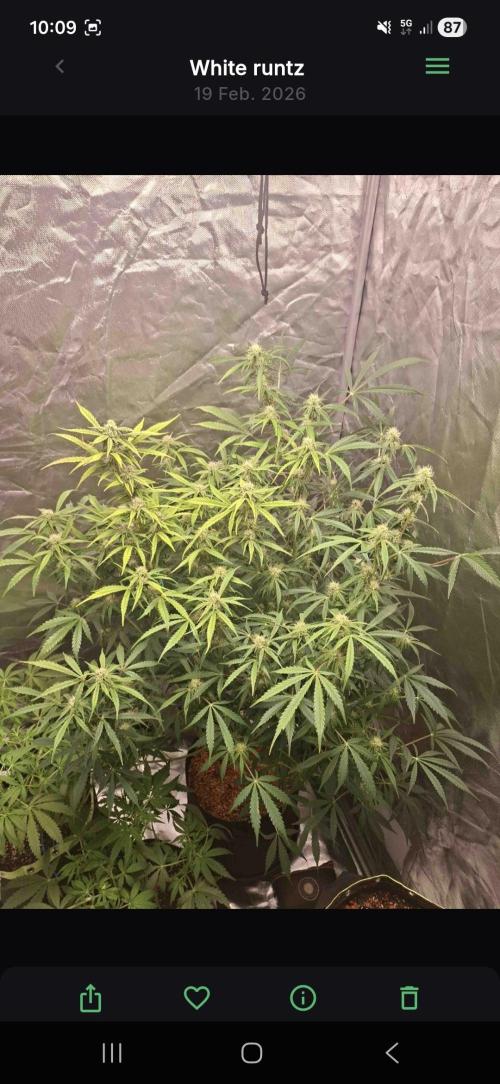 White runtz. Week 6