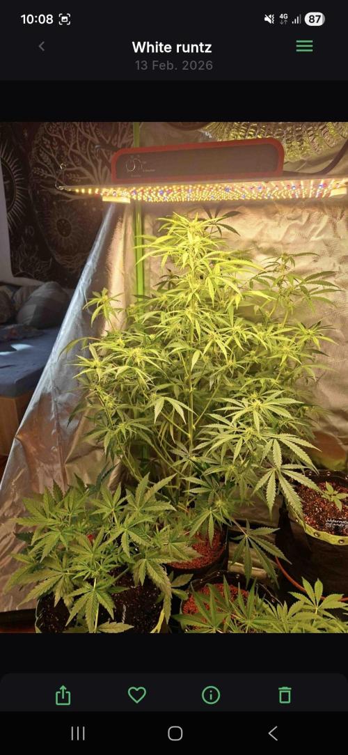 White runtz. Week 6
