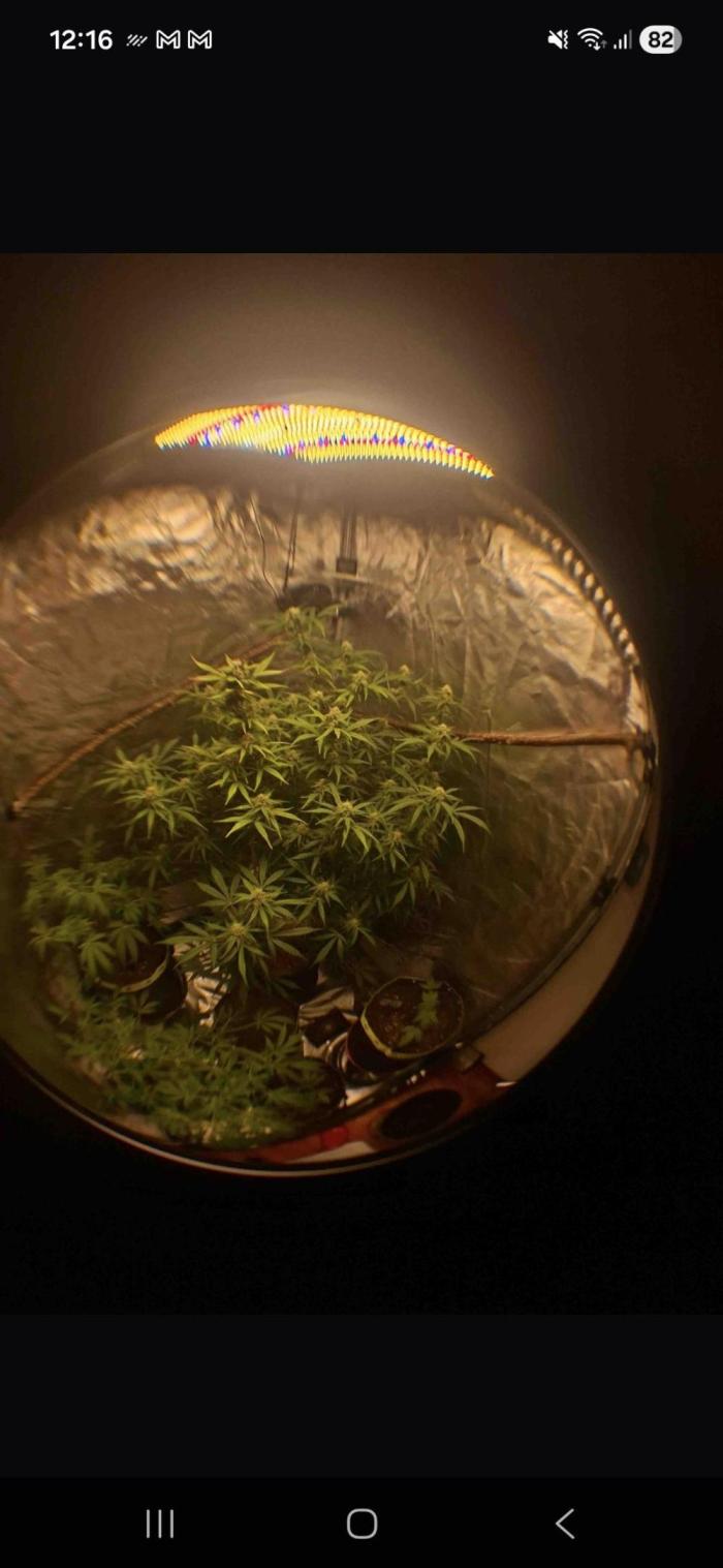 White runtz. Week 7