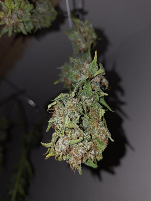 White runtz. Week 8