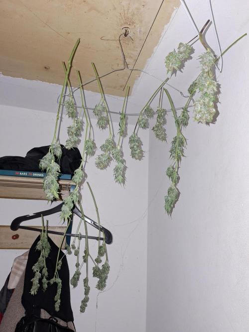 White runtz. Week 8