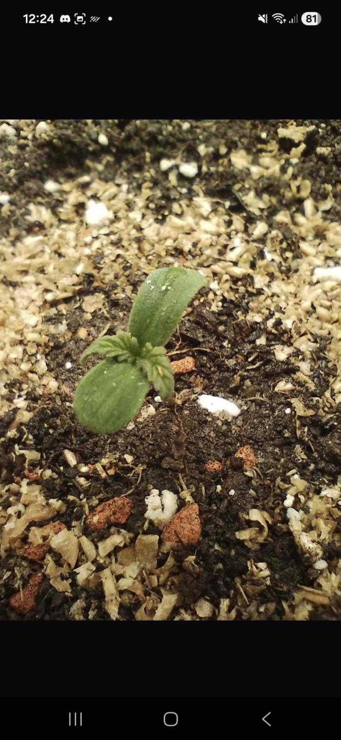 Gorilla glue #4. Week 0