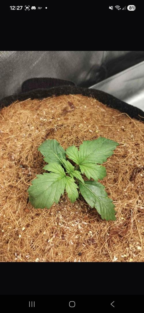 Gorilla glue #4. Week 2