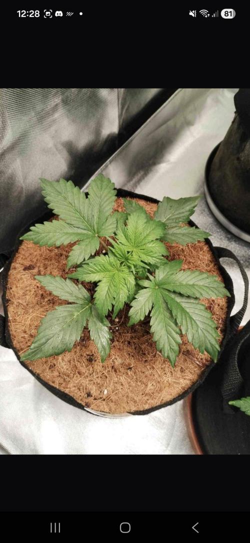 Gorilla glue #4. Week 3