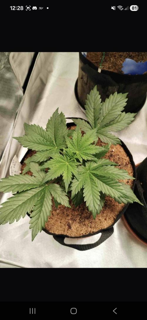 Gorilla glue #4. Week 3