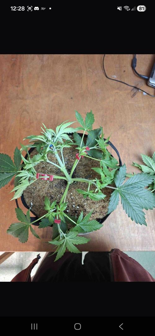 Gorilla glue #4. Week 3