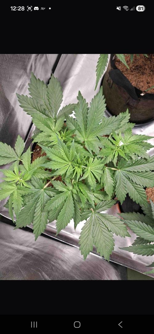 Gorilla glue #4. Week 3