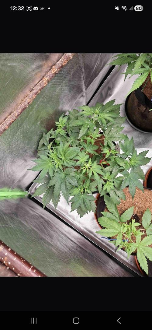 Gorilla glue #4. Week 4