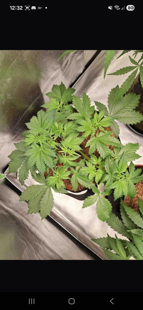 Gorilla glue #4. Week 4